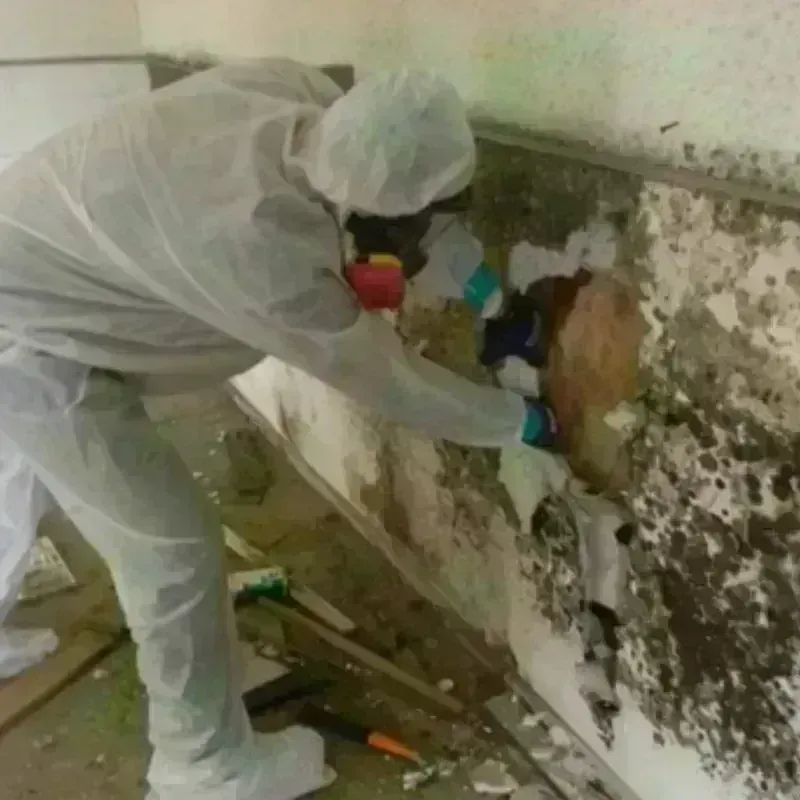 Mold Remediation and Removal in Hot Springs, AR